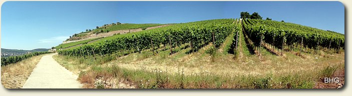 Weinbau im Rheingau